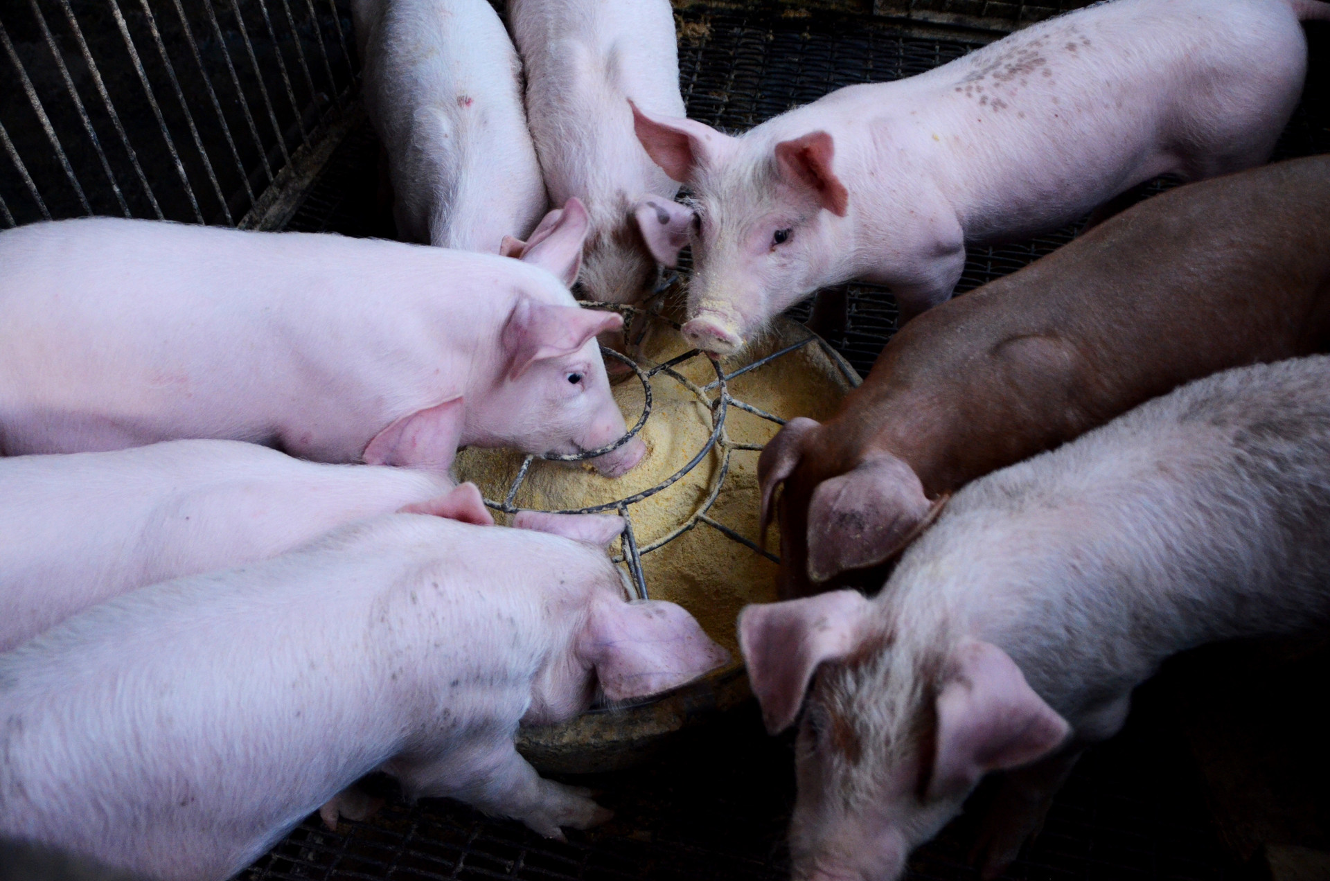 既能解暑又能上食！夏天养猪，这6种清热解暑的饲料可以试试！