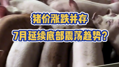 7月17日生猪价格：微幅上涨！但此轮上涨或难以持续？