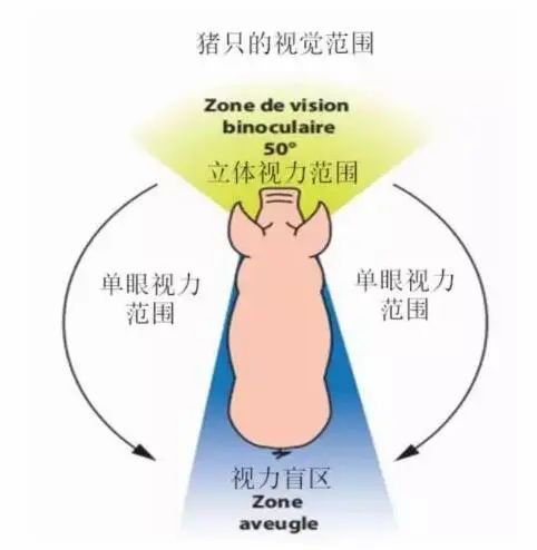 猪的视觉范围