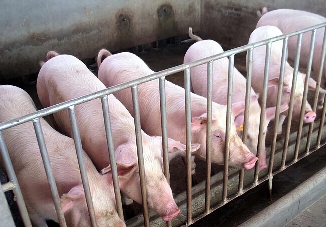 猪市“猪满为患”！进口猪肉量却大涨18.7%，散户或将挥泪离场？