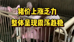 7月16日生猪价格：进入三伏天后，猪肉消费需求疲软，猪价上涨或将继续承压！