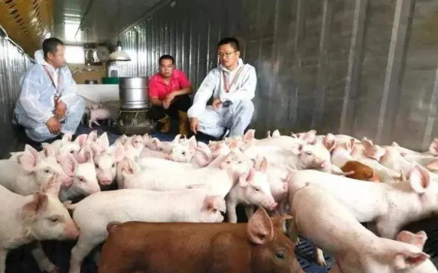 网友总结：卖猪时猪贩常用作弊方法，养猪人要留心！