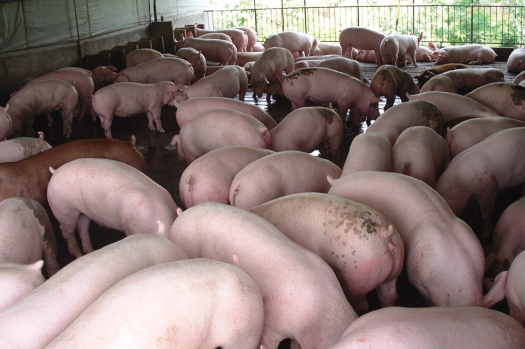 梅雨季节猪场重要传染病如何防控？一文讲明白