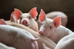 国家发改委出手！今年下半年的行情究竟能否如养猪人所愿？