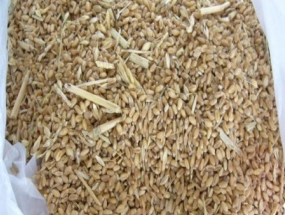 小麦杂质多
