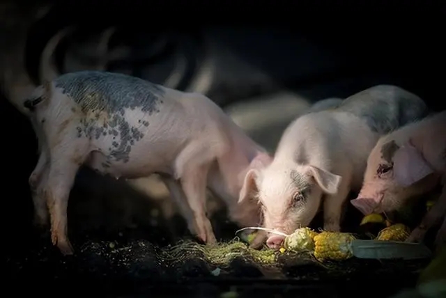 养猪业务拖大北农业绩后腿，大北农预亏超5.8亿，押宝饲料、转基因种子