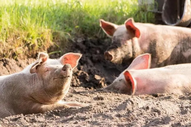 2023年07月21日全国各省市种猪价格报价表，连续5个月下调后，能繁母猪存栏突然增加，这是为何？