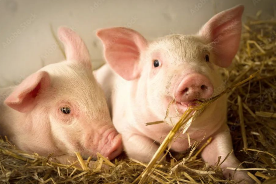 猪关节肿胀与传染性疾病有关，可能是这三种猪病？