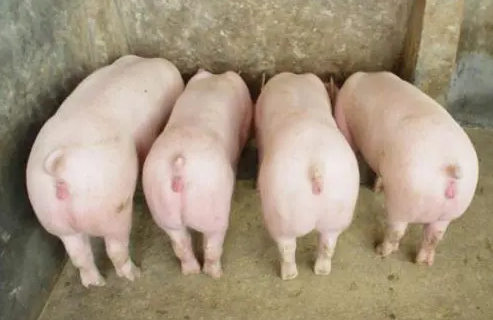 2023年07月24日全国各省市种猪价格报价表，母猪存栏适重处于高位，种猪价格上涨空间有限？