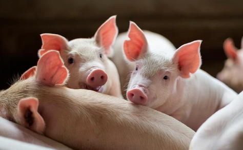 猪价在震荡中不断走高，养殖端亏损压力逐步改善，发生了啥？