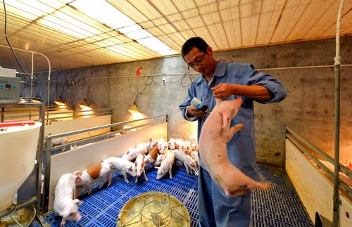 家庭养猪几个致命误区，你可能都知道，但却还在犯？