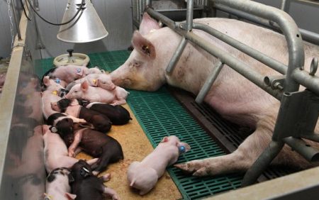 植物甾醇对妊娠后期母猪繁殖性能的影响：母产程缩短了20分钟