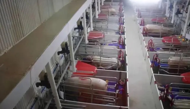 超详细！生猪养殖者对批次生产系统的生物安全、管理和劳动力的看法