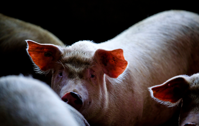 猪场肥猪群腹泻的情况时有发生，找出原因才好对症下药！