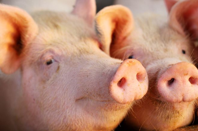 2023年07月25日全国各省市外三元生猪价格，涨涨涨！猪价一片红，猪价或有“入8”的基础？