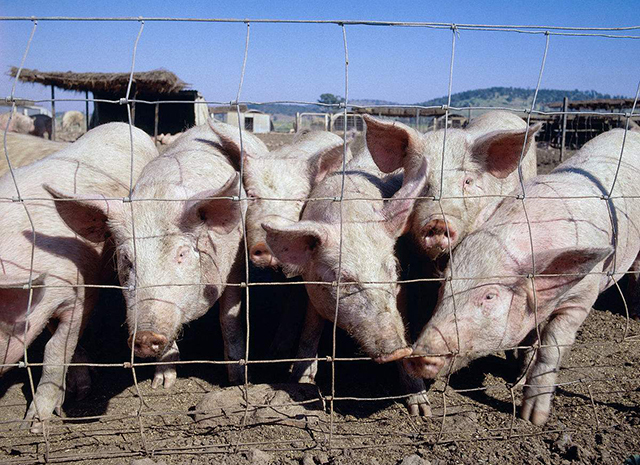 脱离传统养殖方式，我国生猪产业走向规模化、绿色化、智能化