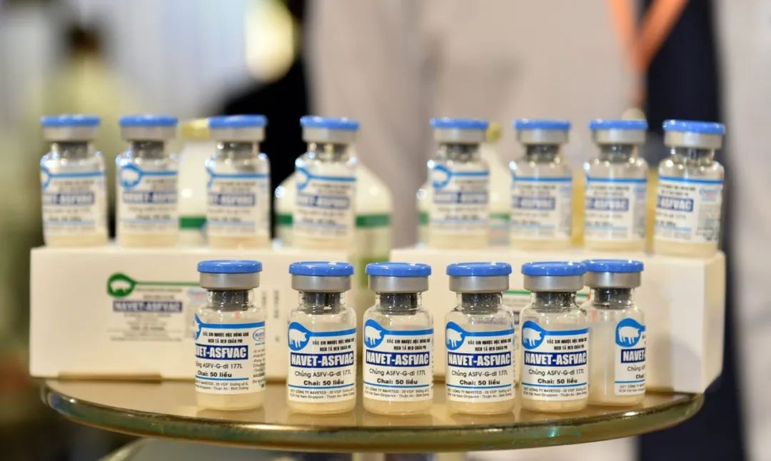 越南政府批准两款非洲猪瘟疫苗商用！据称保护率达到95%