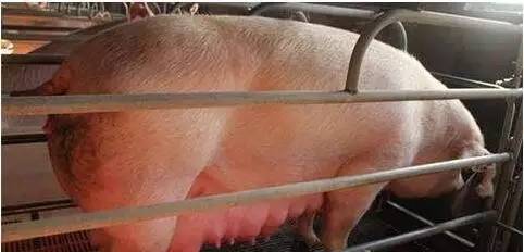 母猪要想提高繁殖性能必须要远离激素，你知道为什么吗？