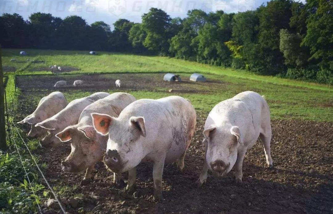 农业农村部发布6月生猪产品数据：2季度末能繁母猪存栏4296万头，生猪存栏43517万头