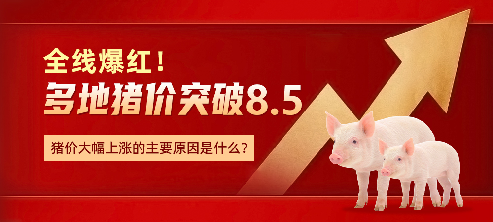 全线爆红，多地猪价突破8.5！猪价大幅上涨的主要原因是什么？