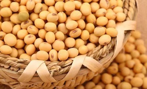 大豆、豆粕市场分析及后续展望：预计三季度7月我国进口大豆数量将逐步下降