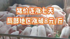 7月28日生猪价格：涨势惊人！猪价已经连涨一周，这波涨势还能维持多久？