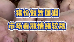 7月29日生猪价格：猪价回调但市场看涨情绪浓，屠企压价有难度，猪价还会再涨？