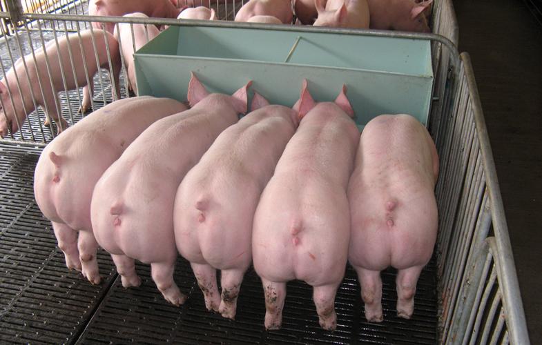 2023年07月30日全国各省市种猪价格报价表，价格分化，优质种猪价格达3000-4000元/头！你会选择哪种？