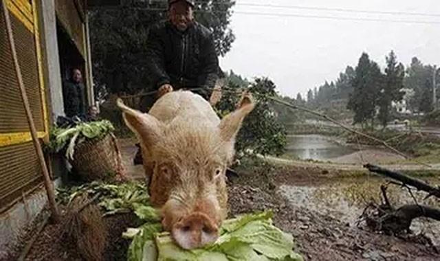 暴雨和洪涝灾害常发，猪场该采取什么样的措施减少损失?
