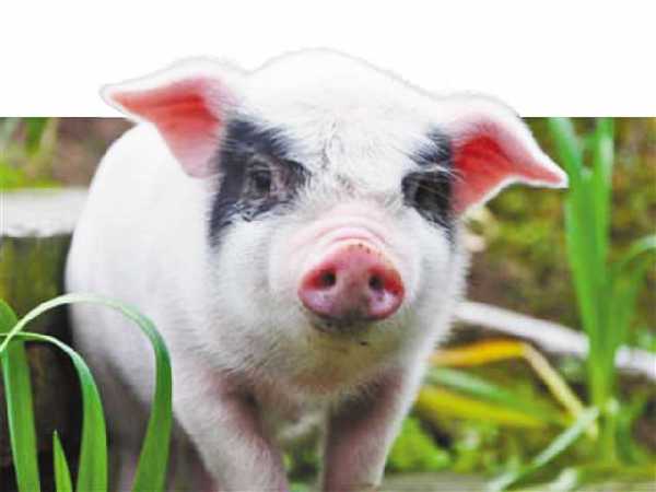 华系猪是未来我国优质猪肉市场产业发展稳定和潜在的力量