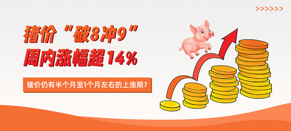 猪价“破8冲9” 周内涨幅超14%，猪价仍有半个月至1个月左右的上涨期？