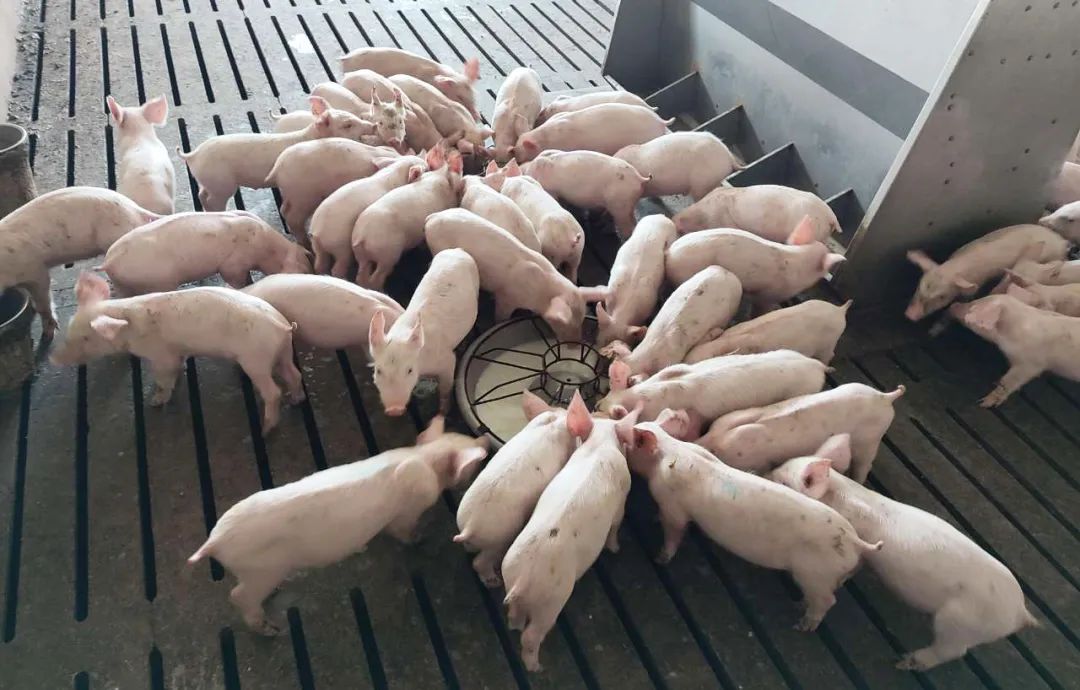 7月份第4周生猪均价环比前一周上涨3.9%！猪肉价格跟随上涨