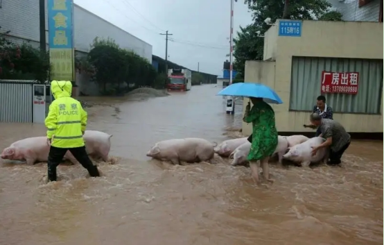 面对洪涝灾害，猪场应该如何应对呢？