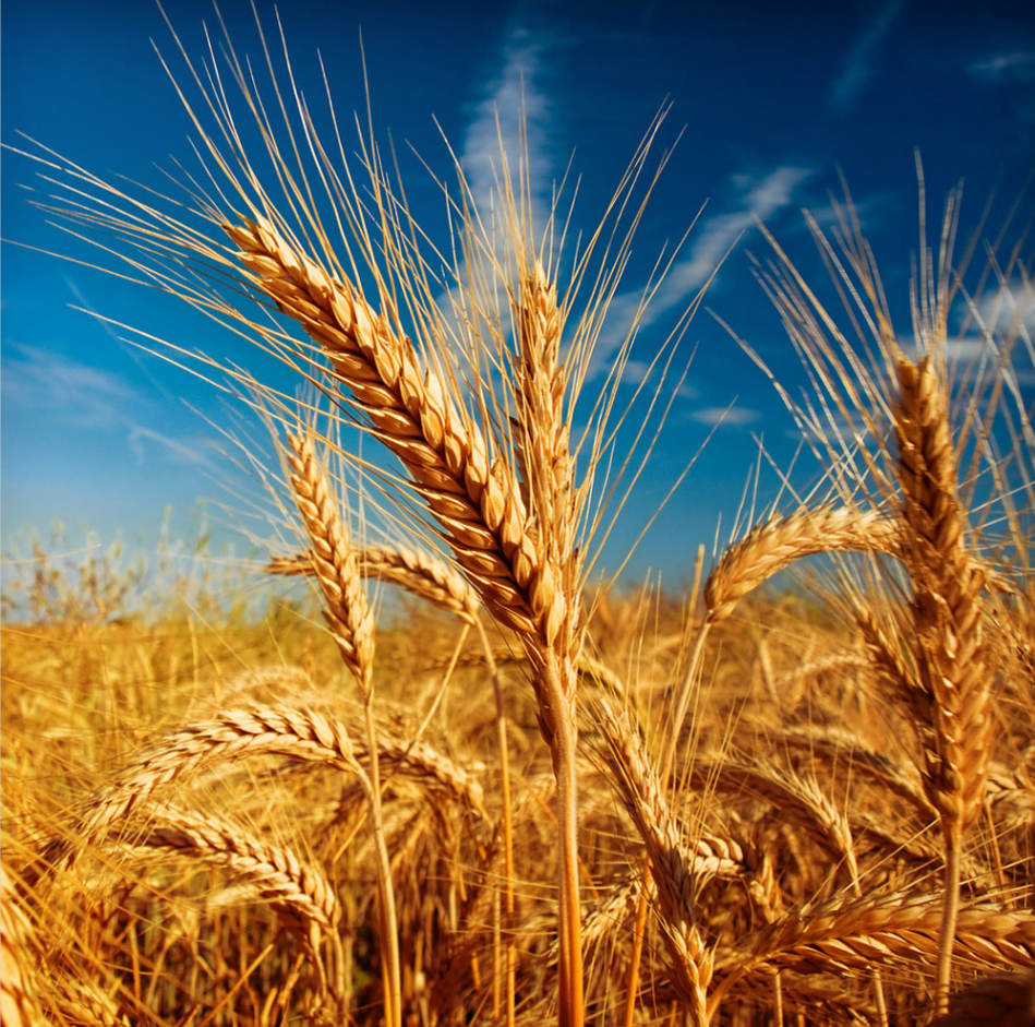 干旱令全球主要出口国的小麦库存降至逾10年最低水准
