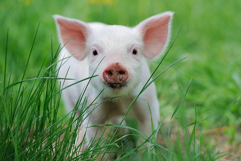 2023年08月04日全国各省市10公斤仔猪价格行情报价，今年仔猪存栏损失率较低，现在补栏仔猪不合适了吗？