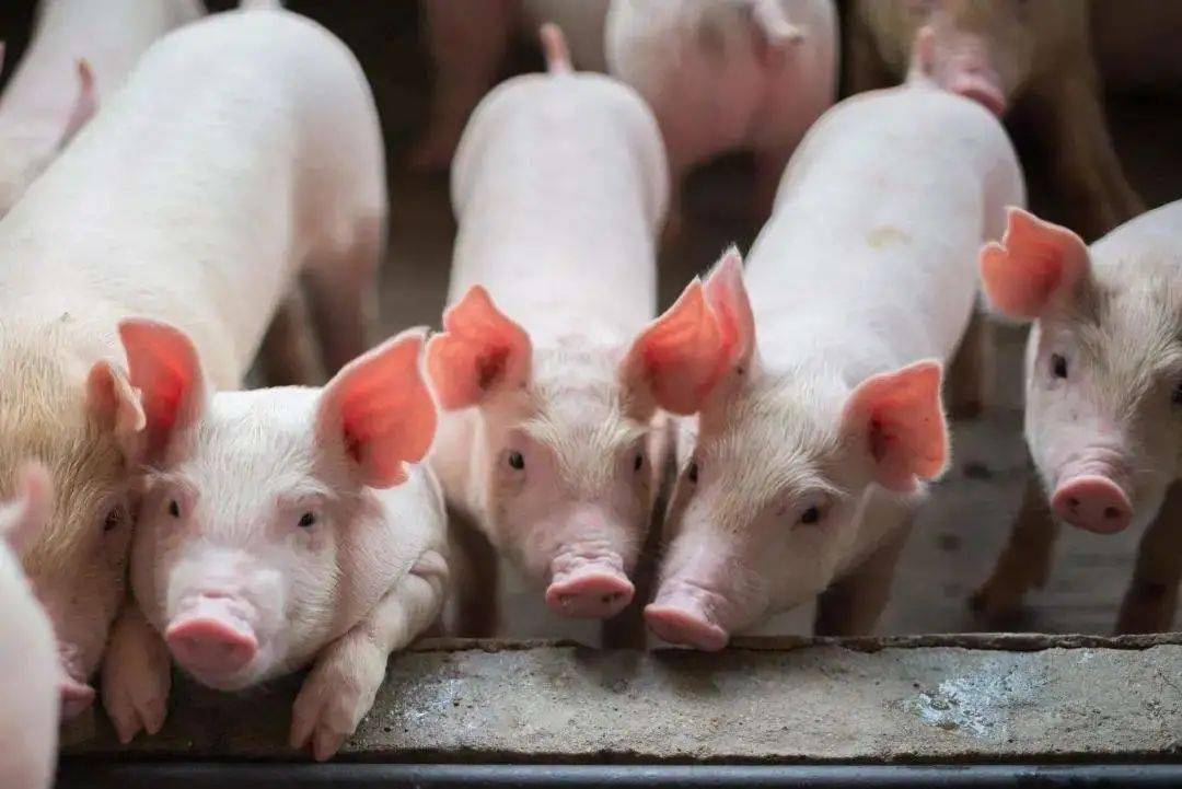 引发猪瘟的原因有哪些？猪瘟为何免疫失败？