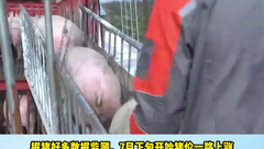 猪价一涨肉价立马跟涨！有地区涨6元/公斤！啥情况？