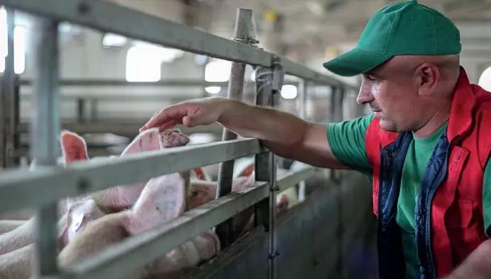 7月份生猪月度产能数据解读！四季度猪价或有风险？