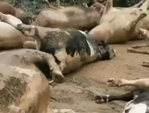 好不容易盼来的行情上涨，涿州一猪场300多头猪全部被洪水淹死！