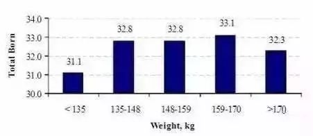 第一次配种时的体重对头三胎的总产仔数影响(N.Williams,2005)　　