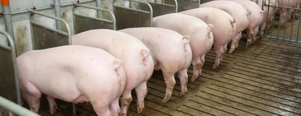 如何充分挖掘高产母猪生产潜能，让高产母猪真高产？