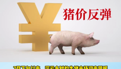 近一个月生猪大涨超20%！猪价反弹能否延续？