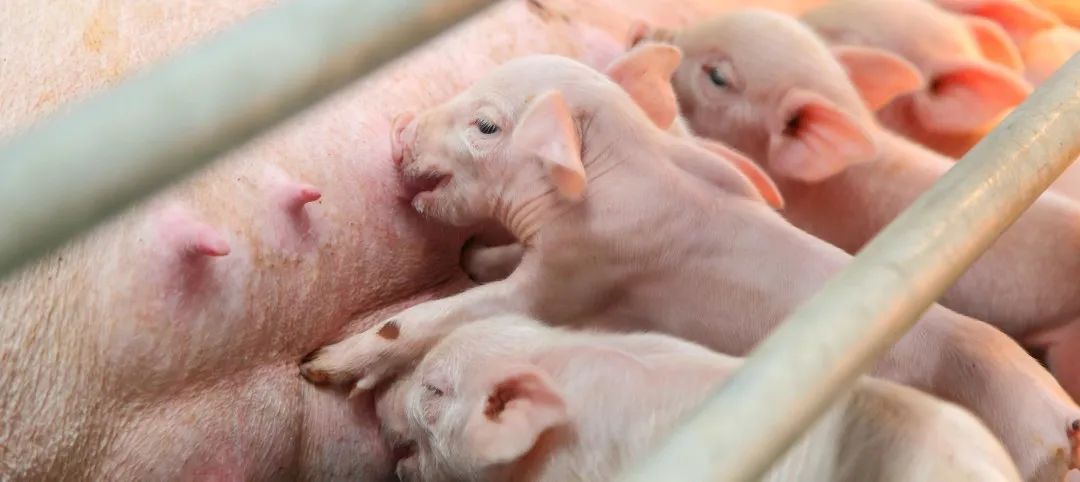 哺乳期母猪管理