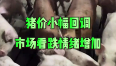 8月11日生猪价格：持续偏弱调整，整体跌幅不大，但也难有起色？