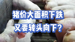 8月12日生猪价格：预警！多地猪价跌幅扩大，养殖户出栏积极性提升，稳不住了？
