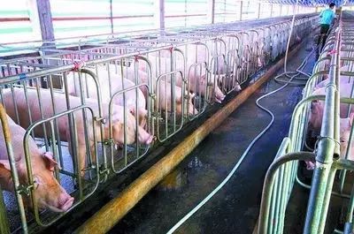 母猪怀孕40天内千万别做这些小动作，否则会导致母猪流产！