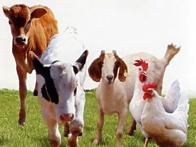 人民日报：2030年我国畜禽养殖规模化率将达83%以上