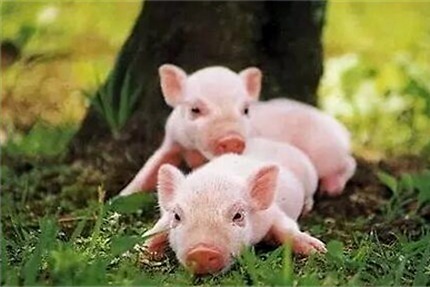 要了解新生仔猪的生理特点才能养好猪？学会了吗？