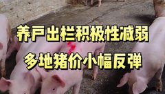 8月14日生猪价格：养殖端惜售，大部分地区猪价有小幅上涨，能再冲新高吗？