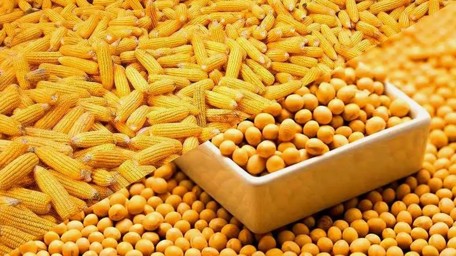 上涨32%！豆粕期货刷新6个月高点，玉米持续上涨动能不足？
